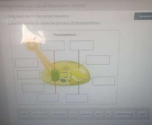 Label the model to show the process of photosynthesis.