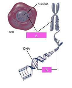 In the image below, what does A and B represent?

Question 3 options:
A is a gene and B is a chrom