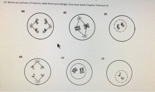 Below are pictures of meiosis, label them accordingly.