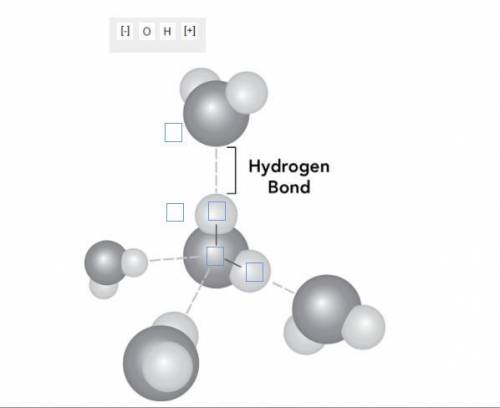 The diagram shows hydrogen bonds between water molecules. Label the diagram to show how hydrogen bo