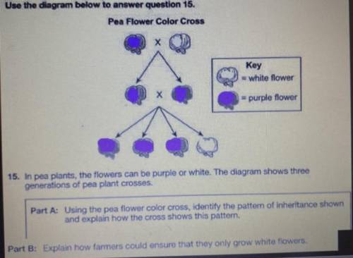 Please help with this problem!

15. In pea plants, the flowers can be purple or white. The diagram