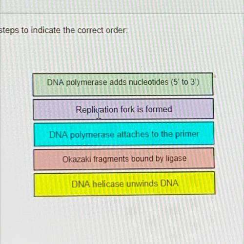 Order of DNA Replication