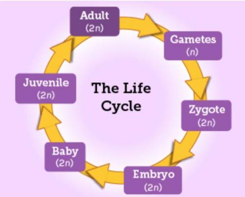 The diagram shows the parts of a typical eukaryotic life cycle. Which process occurs between the zy