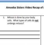 What cells do not undergo mitosis?