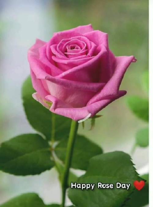 Happy Rose day ☺️!!.....