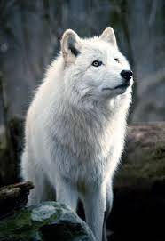 Okay so I like wolves and stuff...So if anyone else likes wolves im bored.