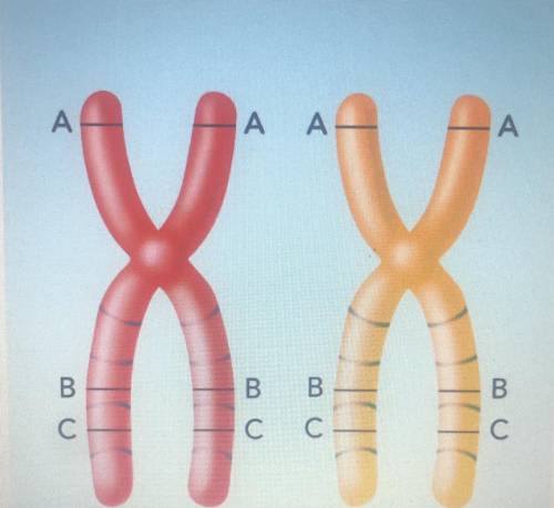 On these chromosomes, which pair of genes would

be most likely to be separated by crossing-over.