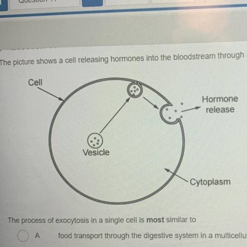 The picture shows a cell releasing hormones into the bloodstream through a process called exocytosi