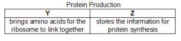 Xavier used a chart to list the roles of two different molecules in protein production.

Which hea