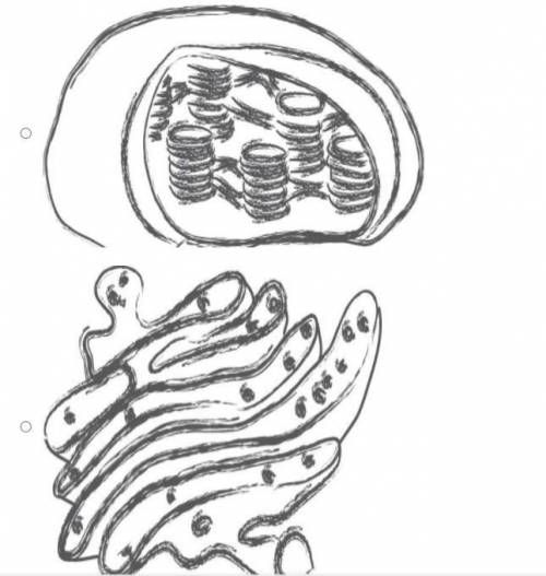 During science class, Mauricio made sketches of the major organelles of the cell. Which of the foll