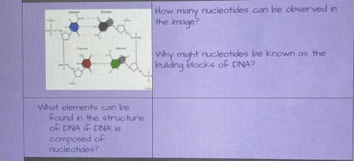 Please answer fast ASAP I give brainliest

1)how many nucleotides can be observed in the image ?
2