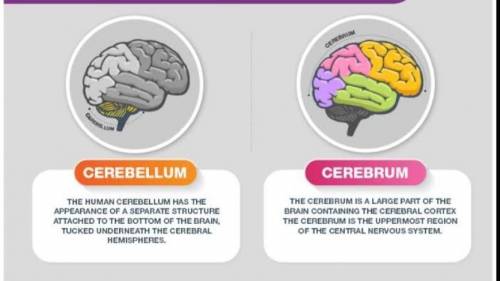 Differentiate between cerebrum and cerebellum in two points​