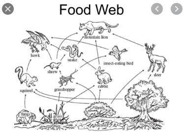 How could removing the squirrel from the food web impact the given ecosystem?