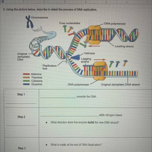 PLEASE HELP Describe in detail the process of dna replication