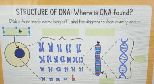 STRUCTURE OF DNA: Where is DNA found?

DNA is found inside every living cell! Label this diagram t