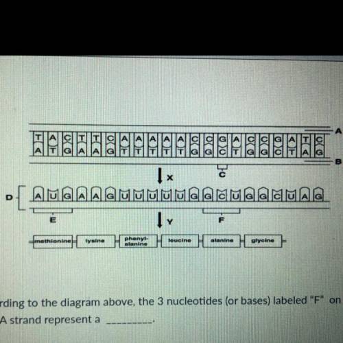 According to the diagram above, the 3 nucleotides (or bases) labeled F on the

mRNA strand repre