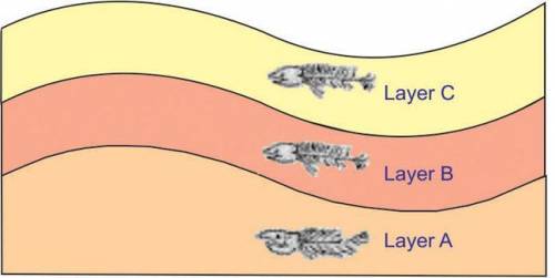 The diagram below shows fossils in three layers of rocks.

Which of these conclusions is most like
