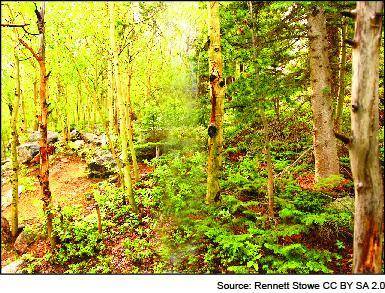 The picture shows a temperate forest biome.

The soil in a temperate forest biome is very fertile.