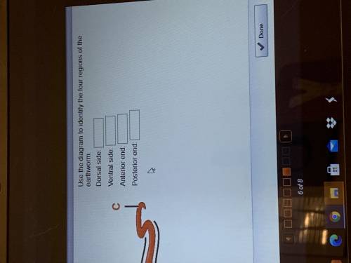 Use the diagram to identify the four regions of the earthworm.

dorsal side: 
ventral side:
anteri