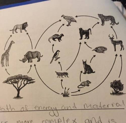List the producers in this food web