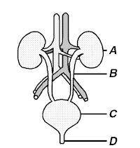 In the diagram of the human urinary system below, which letter indicates a structure responsible fo