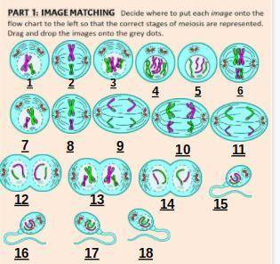 The Stages of Meiosis

Type which number goes with what step: Ex: Before DNA Replication #2 or jus