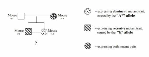 Based on the information above, what genotypes could the offspring of Mouse #3 & #4 have? Selec