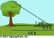 Find the height of the tree.

A. 108 feet
B. 5.3 feet
C. 36 feet
D. 16 feet
I will make brainlist
