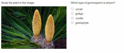 Please help! I'll give brainliest!Which type of gymnosperm is shown?