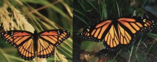 The monarch butterfly (on the right) is successful in warding off his predator. If a bird eats the