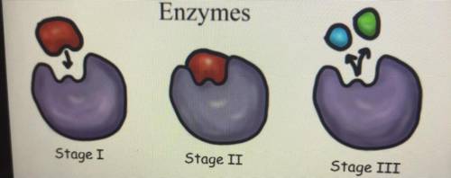 4. Stage II in the diagram most correctly represents

A denatured enzyme
An inorganic catalyst
An