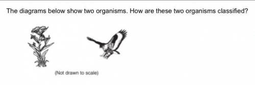 The diagrams below show two organisms. How are these two organisms classified?

A) same kingdom, d