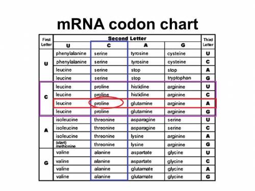 mRNA Codon chart Using the above chart, name the amino acid that is coded for by a strand of DNA: CC