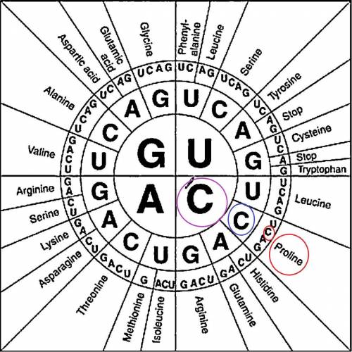 mRNA Codon chart Using the above chart, name the amino acid that is coded for by a strand of DNA: CC
