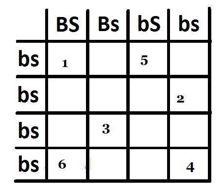 In the Punnett square below what would be the genotype for the organism represented by box 2?

1.)