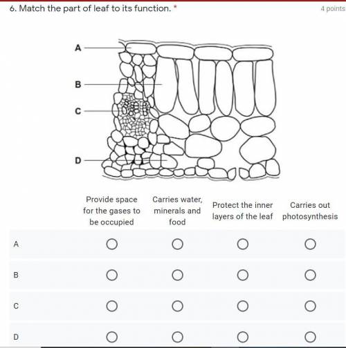 Match the part of leaf to its function.