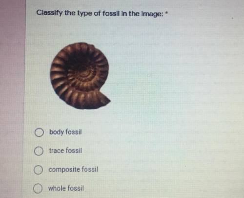 Classify the type of fossil