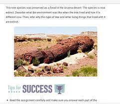 PLEASE HELP DUE SOON! THANK YOUUU :)

This tree species was preserved as a fossil in the Arizona d
