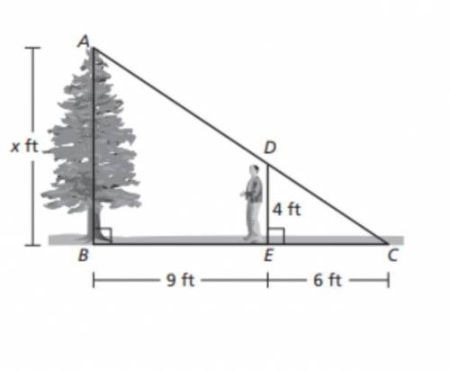 You can use similar triangles to find the height of a tree. Triangle ABC is similar to triangle DEC