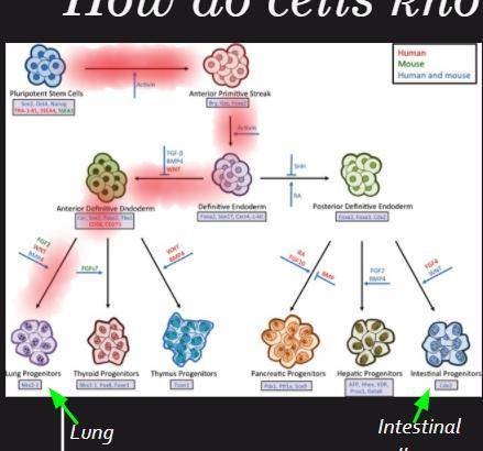 Explain the process of becoming a lung cell.

In other words what are the steps in the picture and