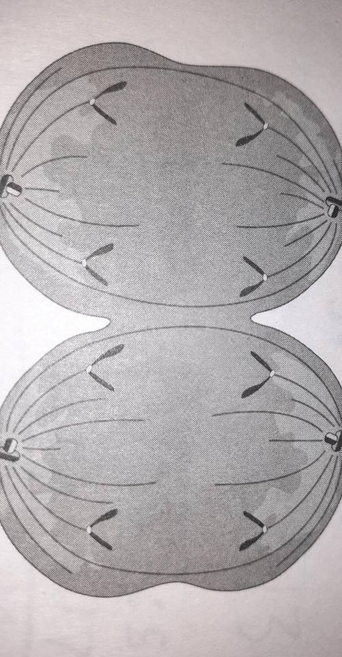 Page takes place before the one in the diagram above?

A. metaphase 1B. metaphase 2C. telophase 1D