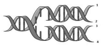 Suppose the codon ACU is normally in the mRNA for a particular protein in humans. A mutation occurs