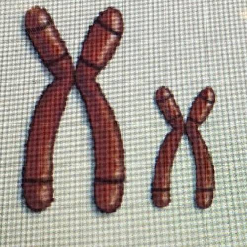 Are the two chromosomes pictured below homologous?
Yes or no