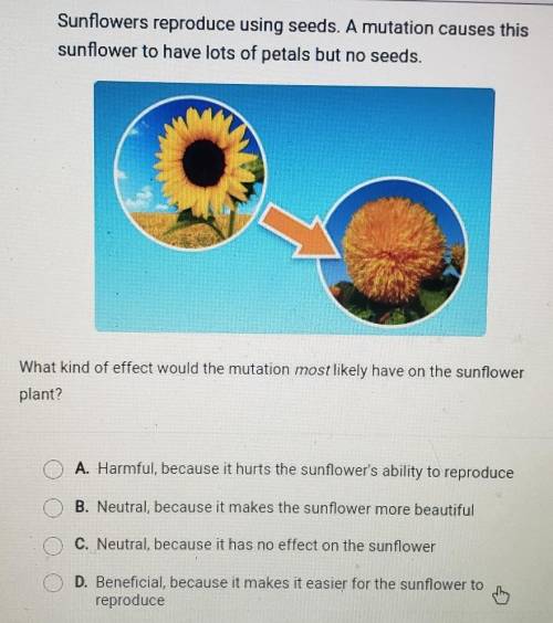 Sunflowers reproduce using seeds. A mutation causes this sunflower to have lots of petals but no se