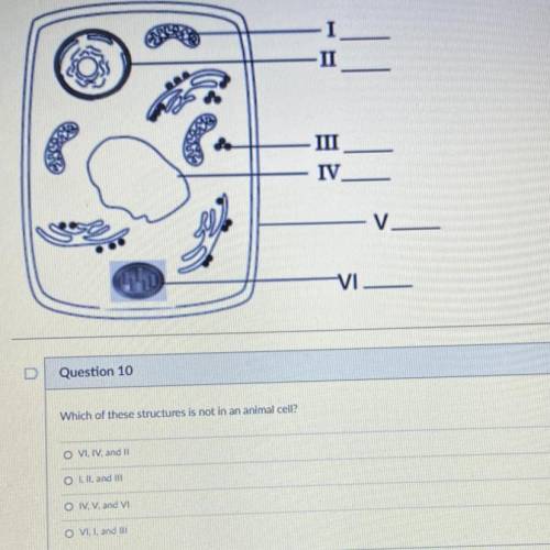 Question 10

Which of these structures is not in an animal cell?
1. VI, IV, and ll
2. l, II and II