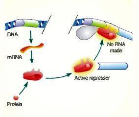 Analyze the example of gene expression of the bacteria below:

In this example, what would cause t