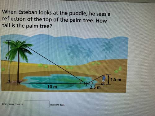 How many meters tall is the palm tree?