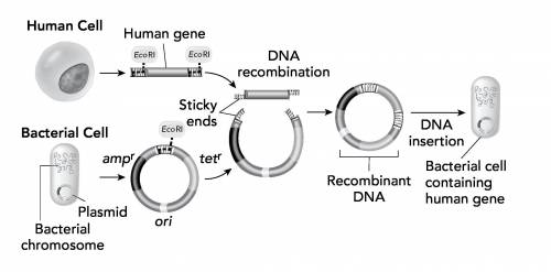 Help fast! The diagram shows the process of making recombinant DNA and using it to transform a bact