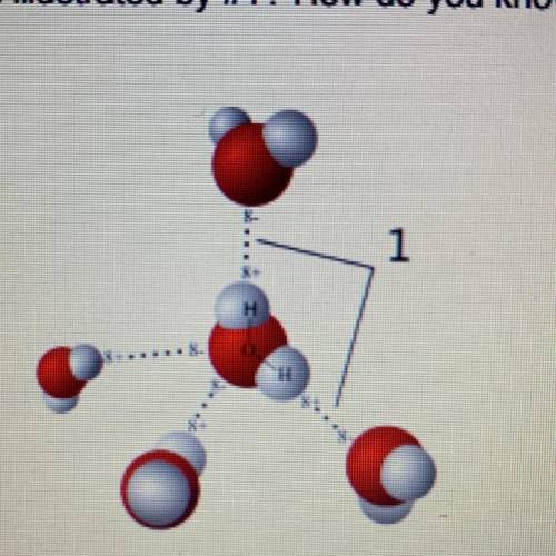 HELP FAST!!What type of intermolecular force/ bond is illustrated by #1? How do you know? Note that