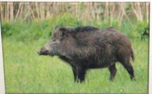 Plzzz help meee

Wild boars like the one in the photo above live in what type of European ecosyste